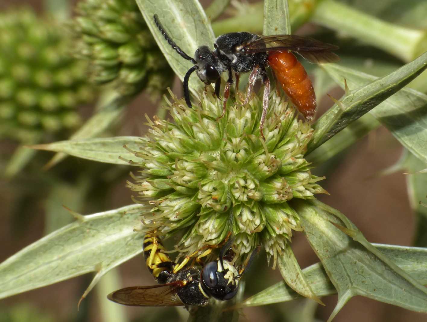 Sphecodes albilabris rubripes  e  Sphecodes sp.